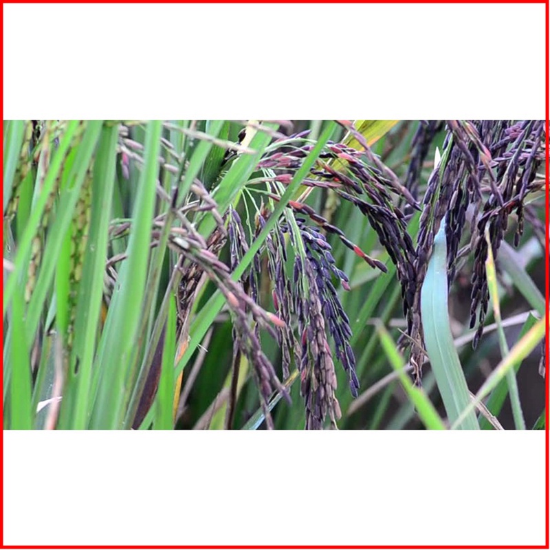 Soc Trang dark purple rice 2kg bag