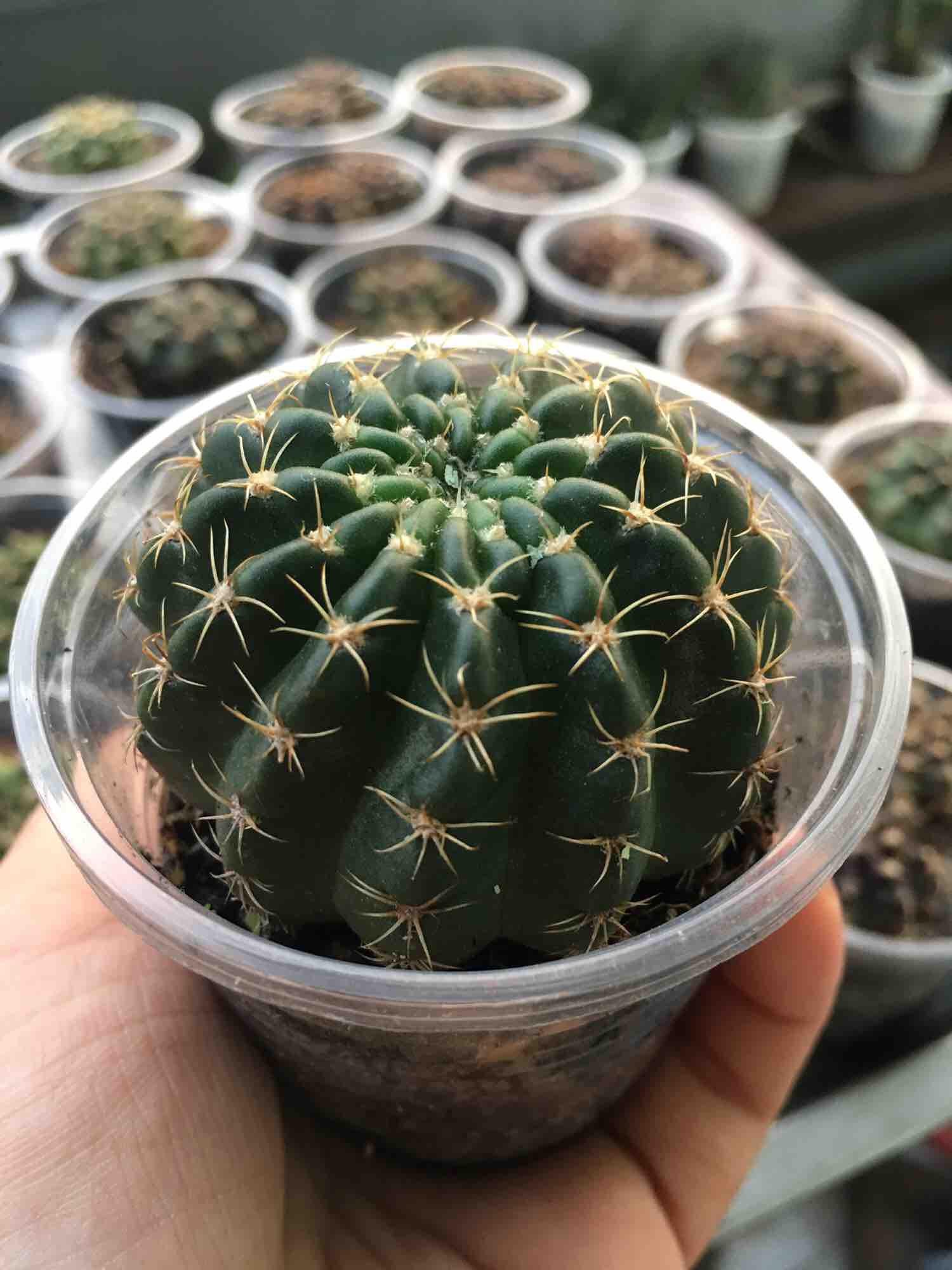 [HCM]Xương Rồng Lobi
