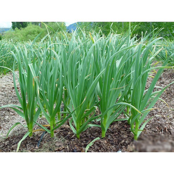 Hạt Giống Tỏi Tây Rạng Đông 1Gram