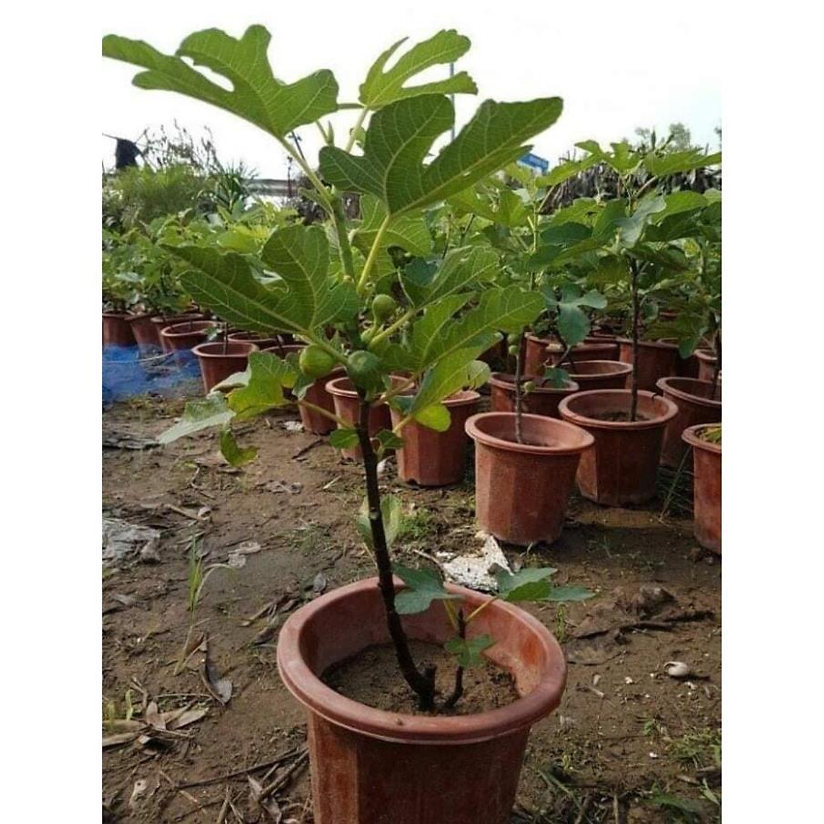 Sản phẩm cây sung mỹ