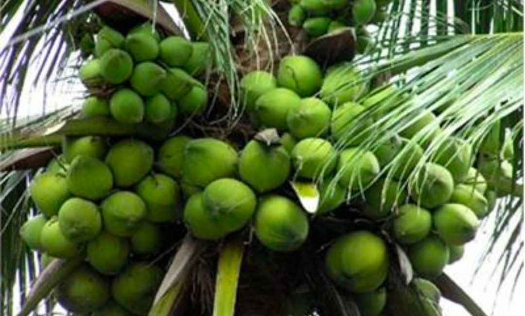 Dừa xiêm dây