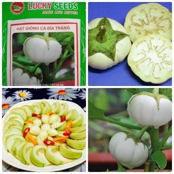 "Gói 2Gr=400Hạt " Hạt giống cà bát trắng cao sản