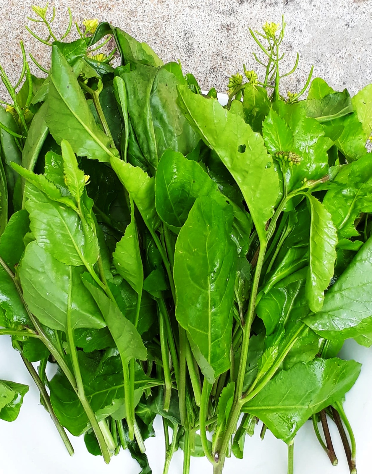 Hạt giống hoa uyển hồng ( Gói 100 hạt)