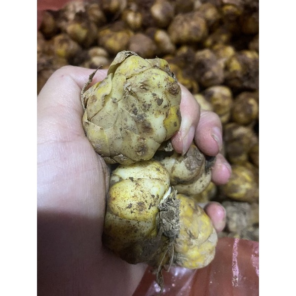 Củ Hoa Loa Kèn Trắng Chịu Nhiệt