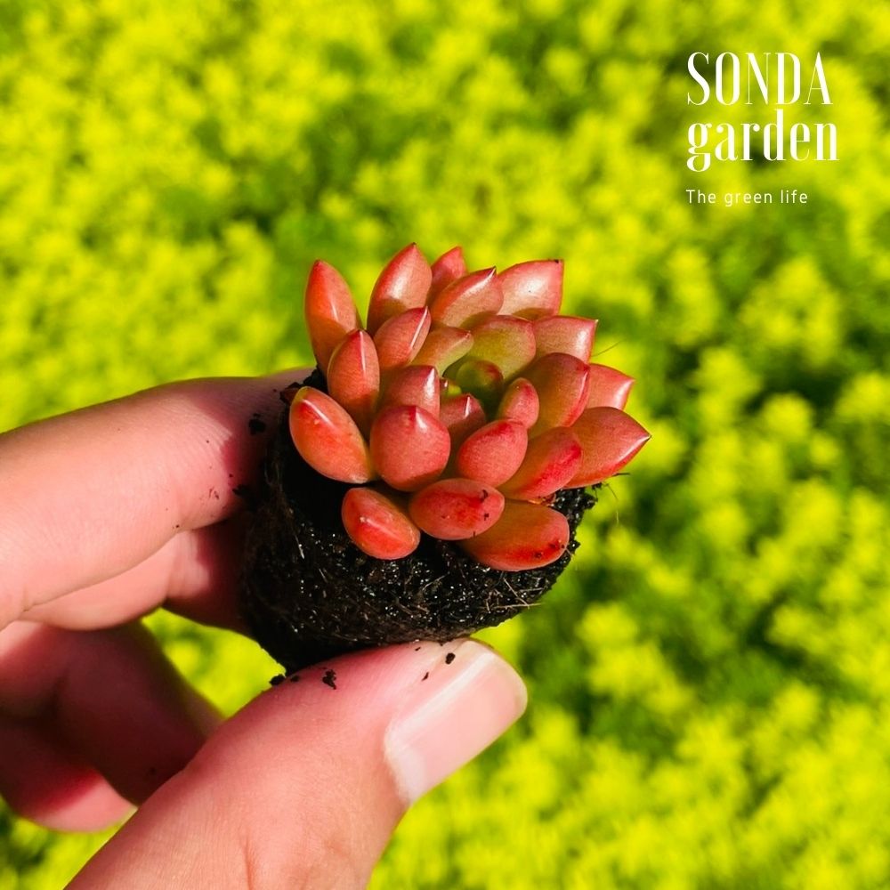SEN ĐÁ RUBY SIZE MINI, LỖI 1 ĐỔI 1