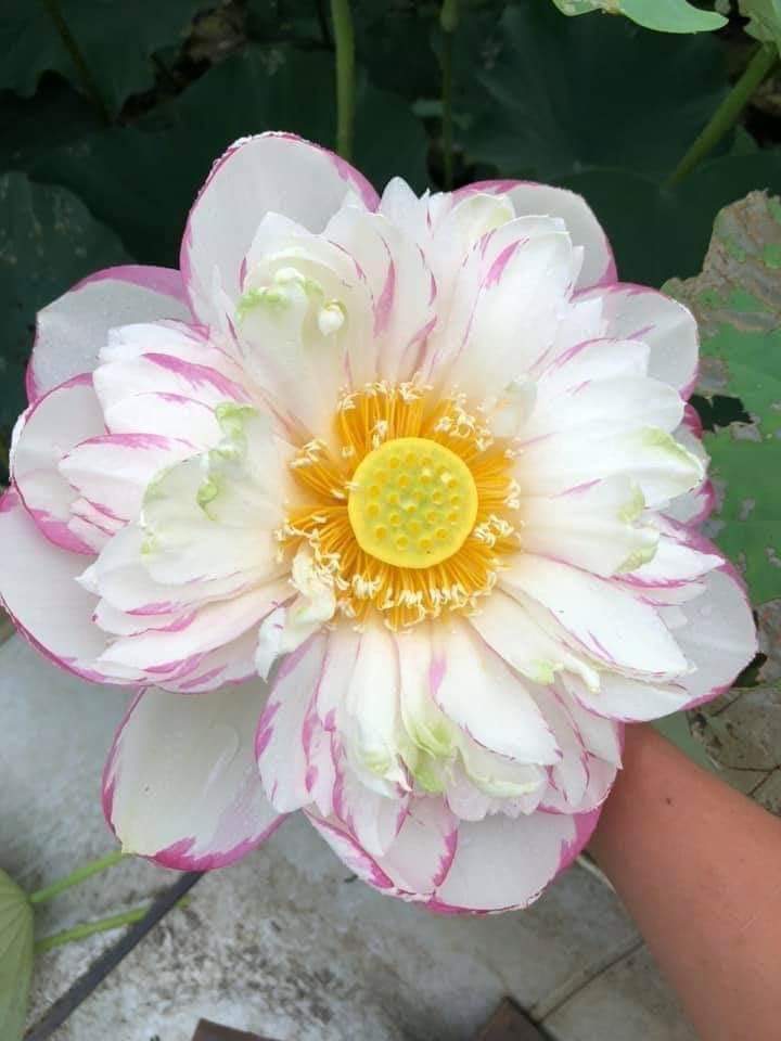 Củ sen versicoler da sa jin