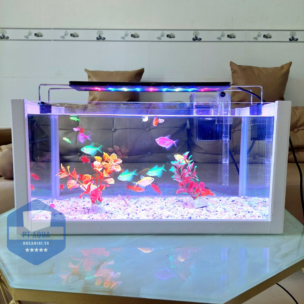 Bể cá mini 40cm COMBO đầy đủ phụ kiện