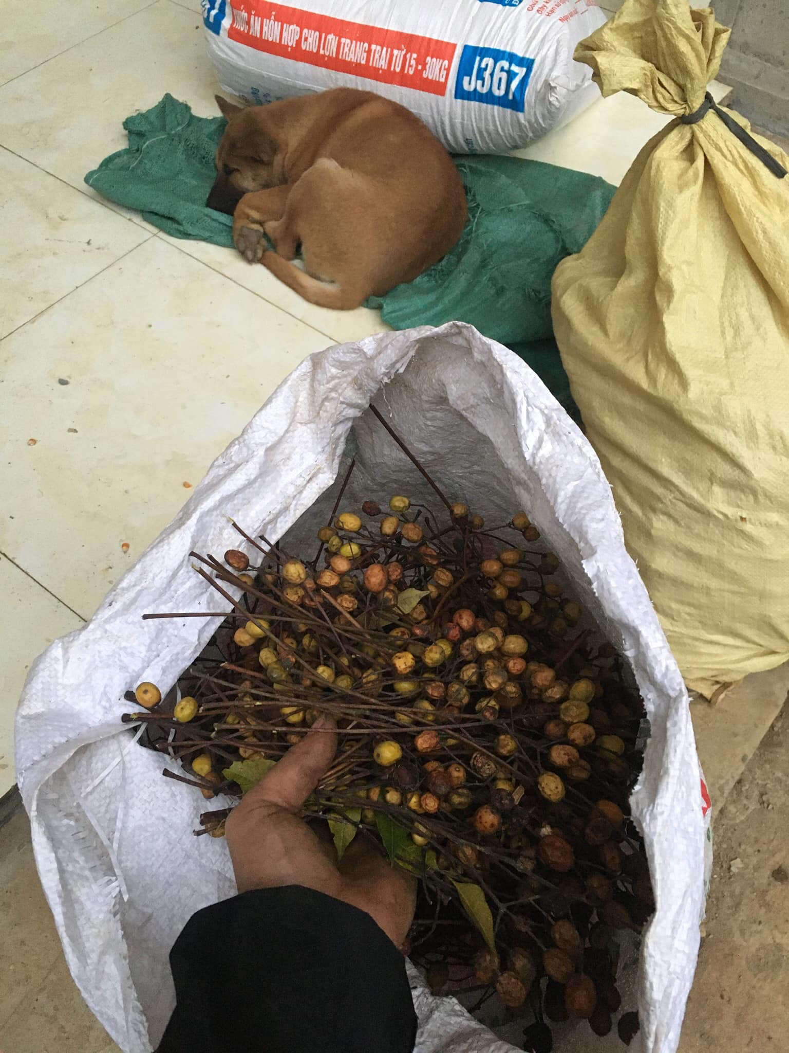 Hạt xoan ta