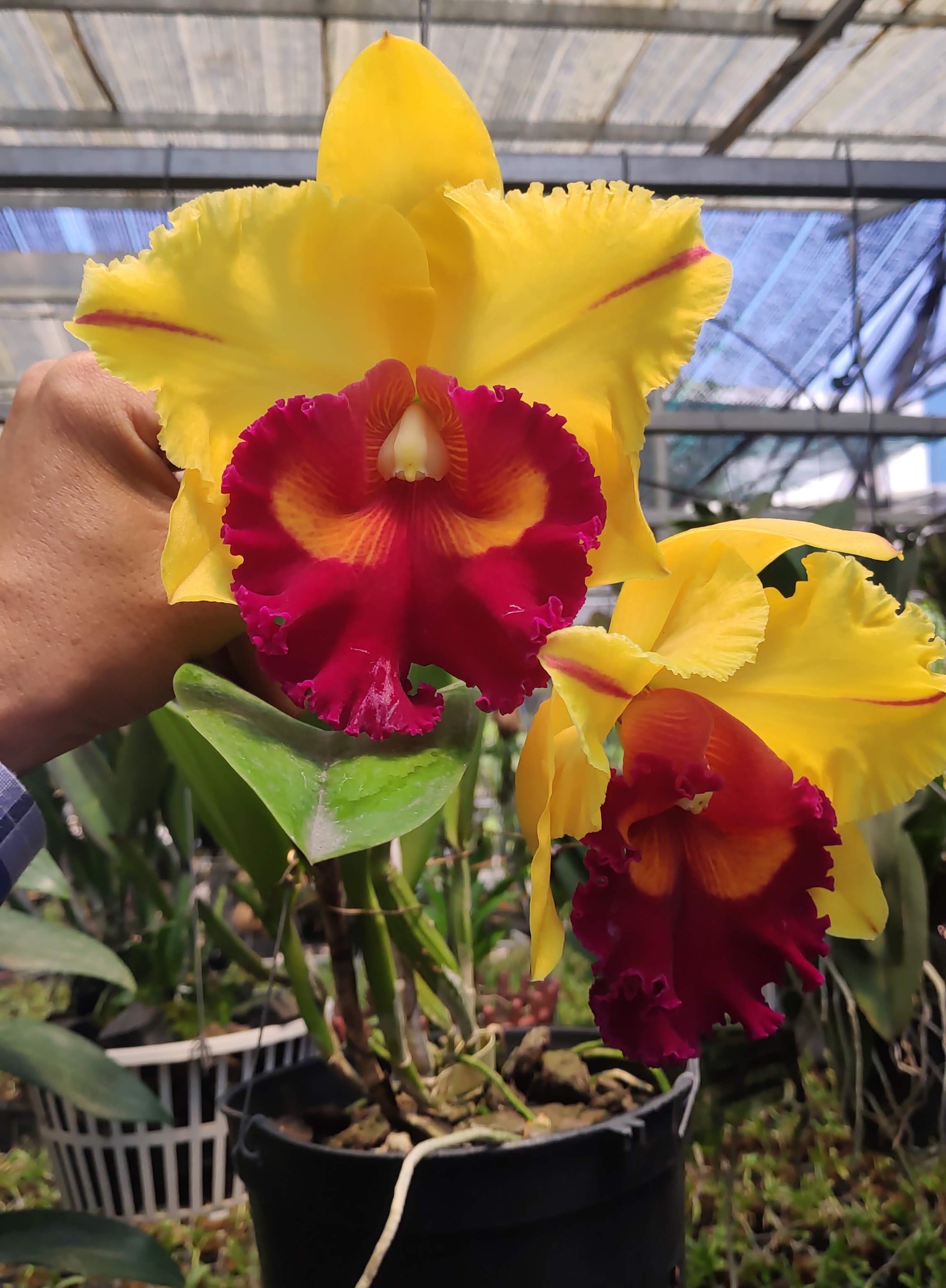 Lan Cattleya Mã "YEN" - Cây trưởng thành nhập Thái