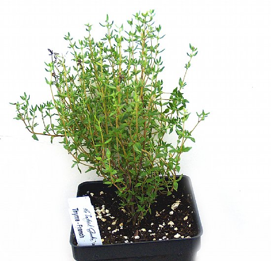 Hạt Giống Cỏ Xạ Hương Thyme (Gói 100 hạt) Trồng Chậu, Chịu Nhiệt Tốt