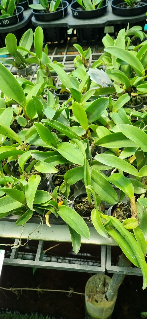 HOA LAN CATT KLINKOSOOM CÂY GIỐNG