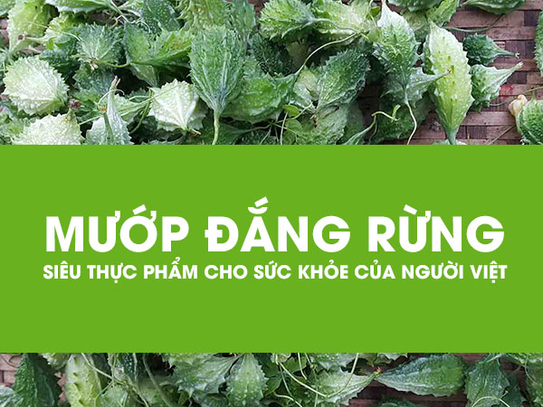 Hạt giống Mướp đắng rừng (Khổ qua rừng) - Gói 15 hạt