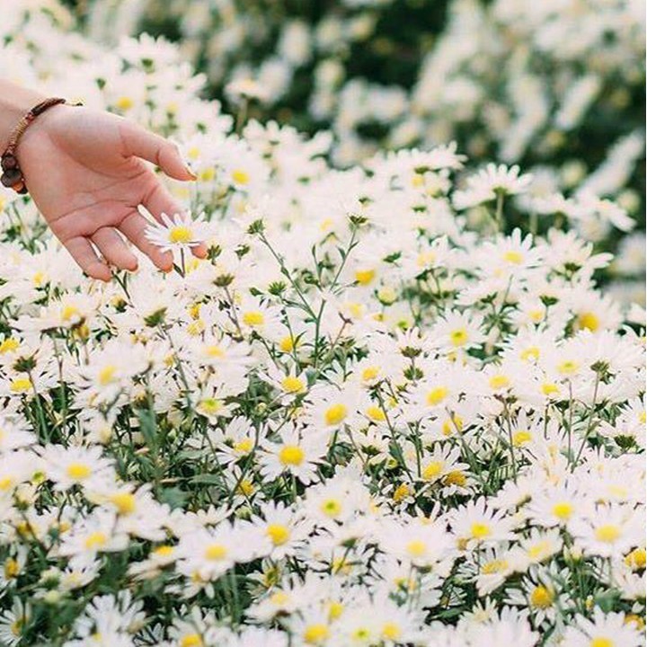 Hạt giống Hoa Cúc Họa Mi