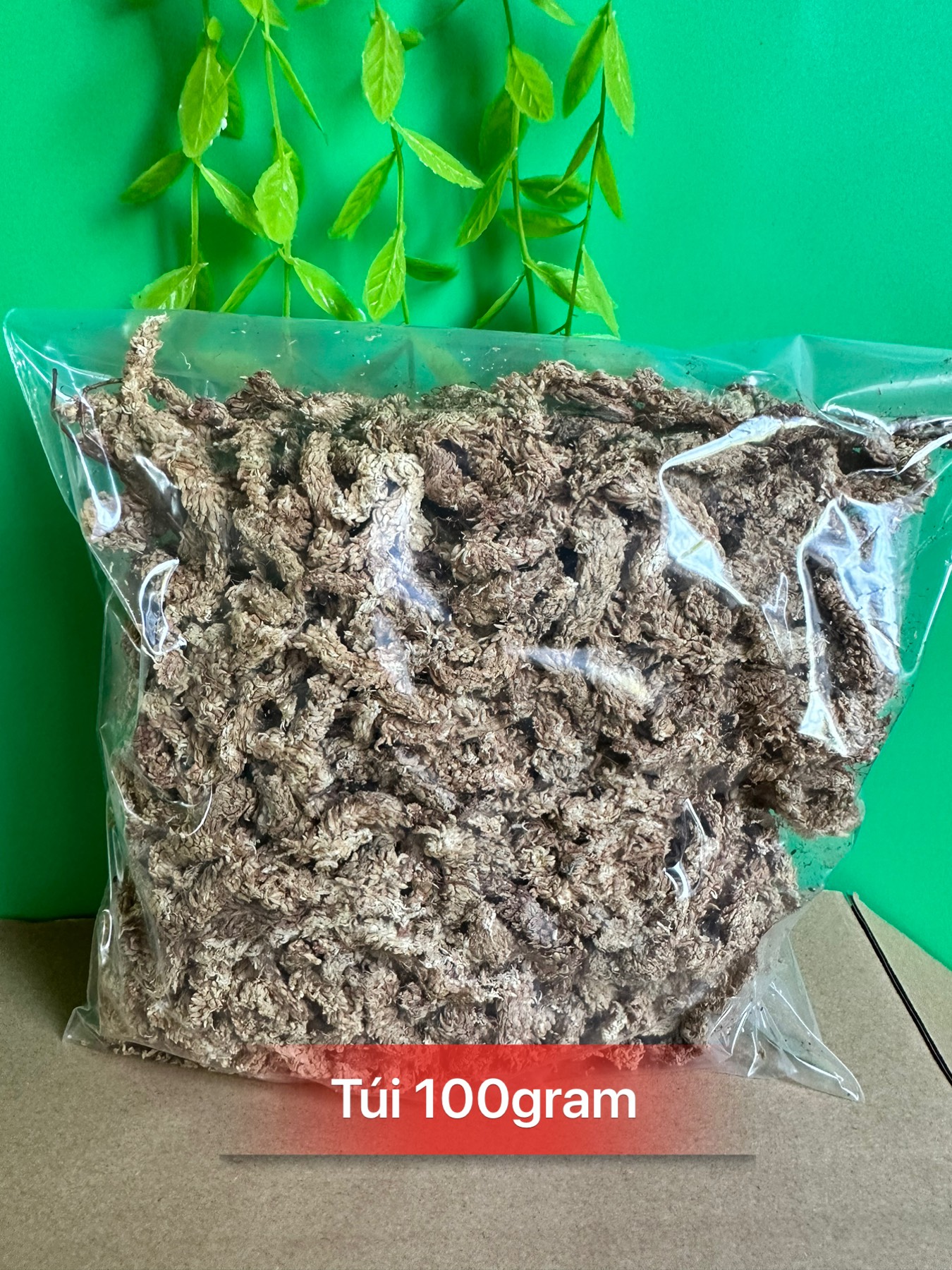 Rêu sâu Chile giúp giữ ẩm bề mặt chậu trồng hoa phong lan, cây cảnh