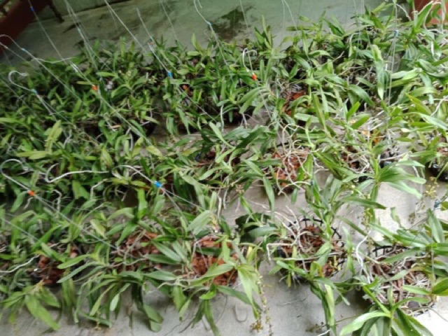 Phong lan quế tháng 4 Điện Biên (giò)