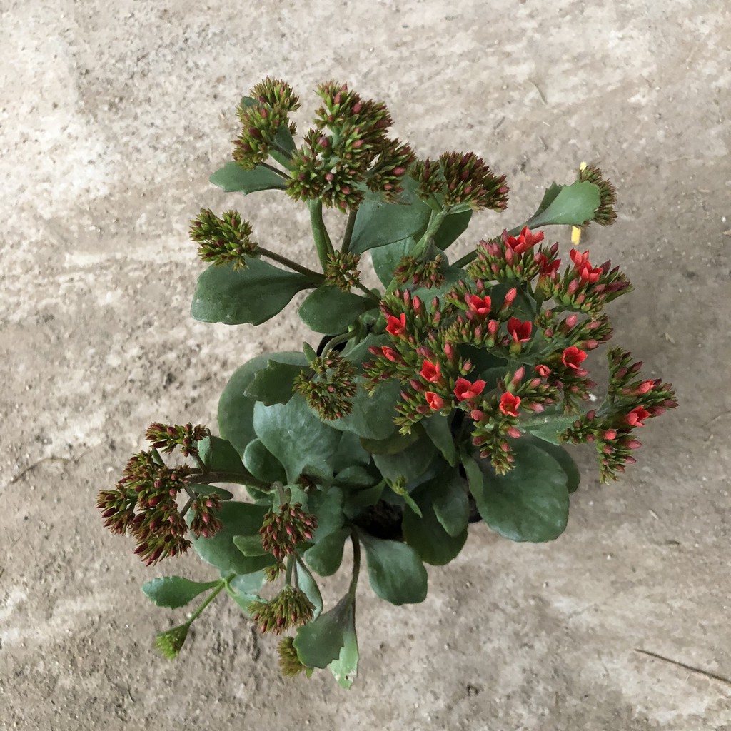 Cây hoa sống đời, chiều cao 20-25cm