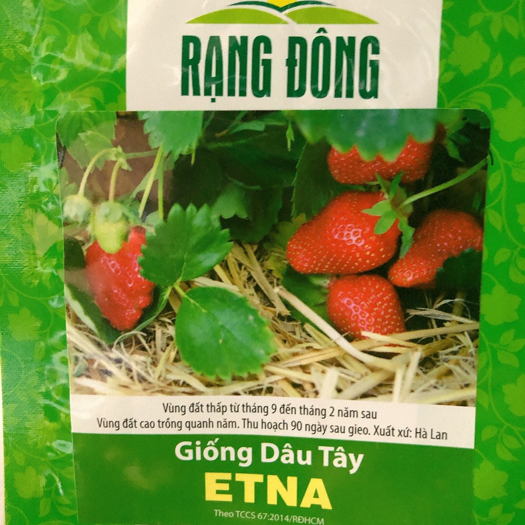 Dâu tây Etna (10 hạt)