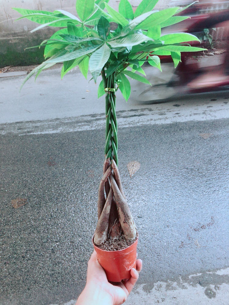 [HCM]Kim Ngân Thắt Bính 5 Thân