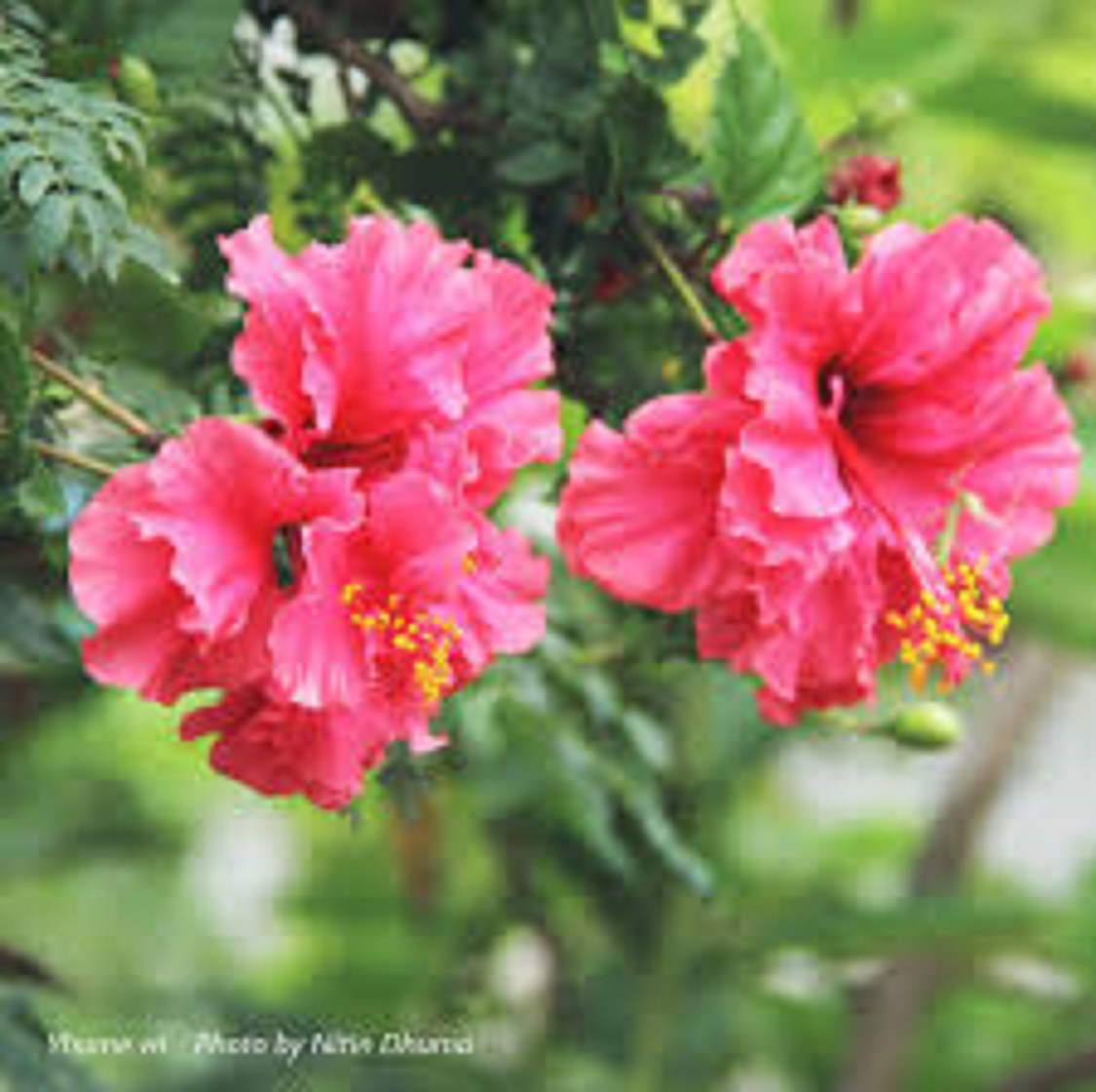 NGUYÊN CHẬU HOA DÂM BỤT LÙN THÁI LAN