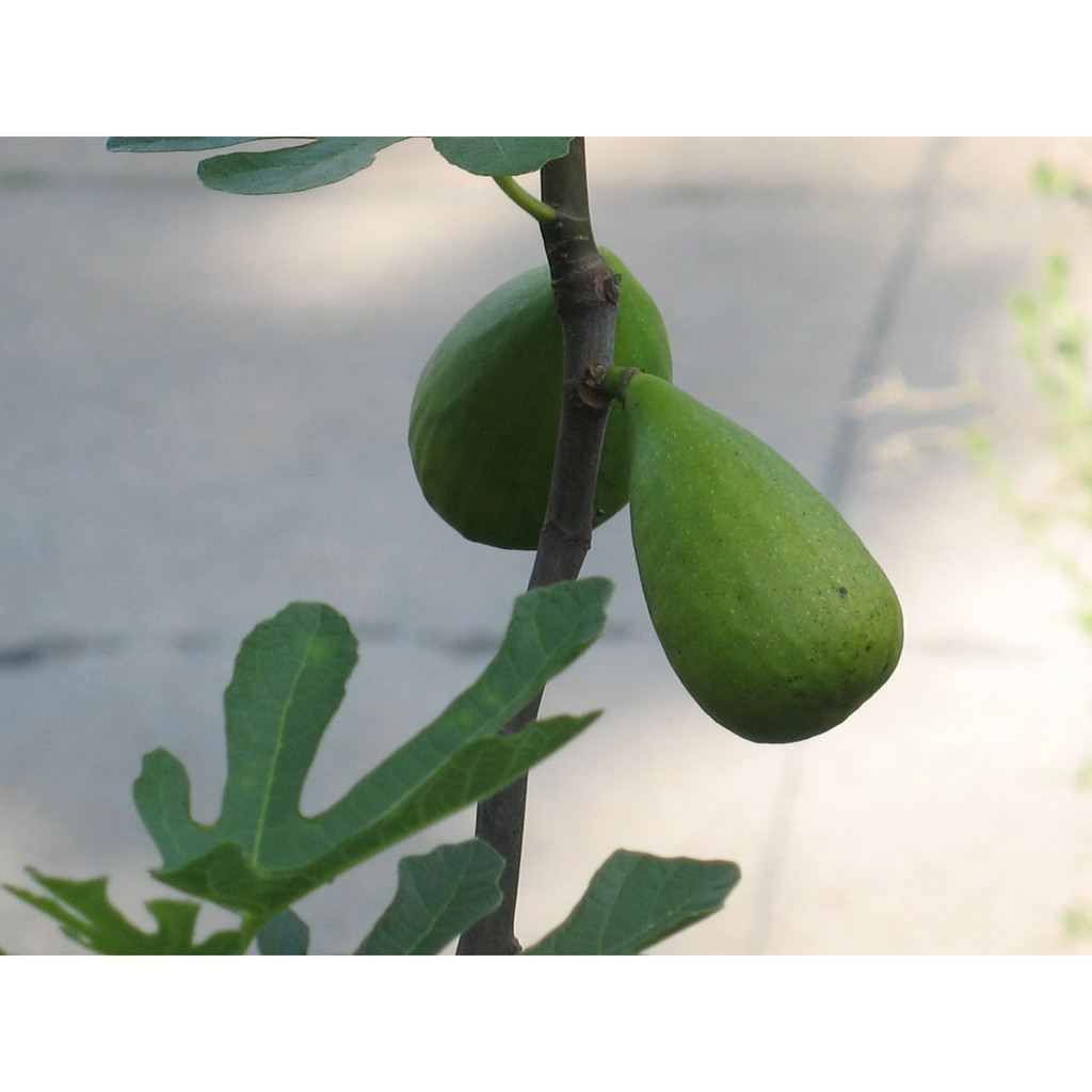 Cây giống Sung Mỹ ngọt Stella dòng quả to dài, nhiều mật, siêng trái