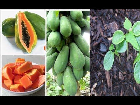 HẠT GIỐNG ĐU ĐỦ SIÊU TRÁI THÁI LAN _GÓI 20 HẠT .