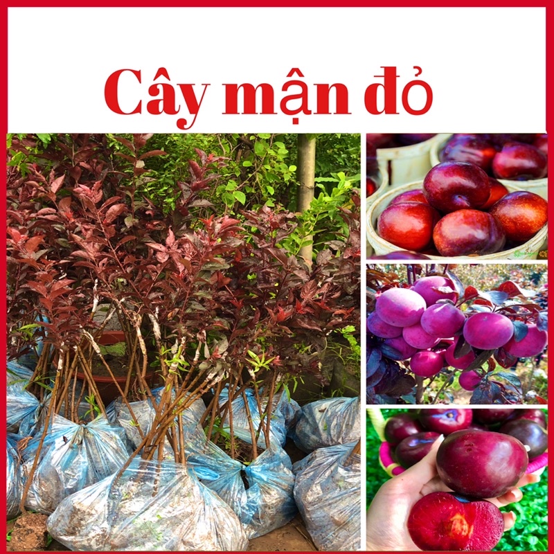 Cây mận đỏ nhập khẩu cao 70-80 cm