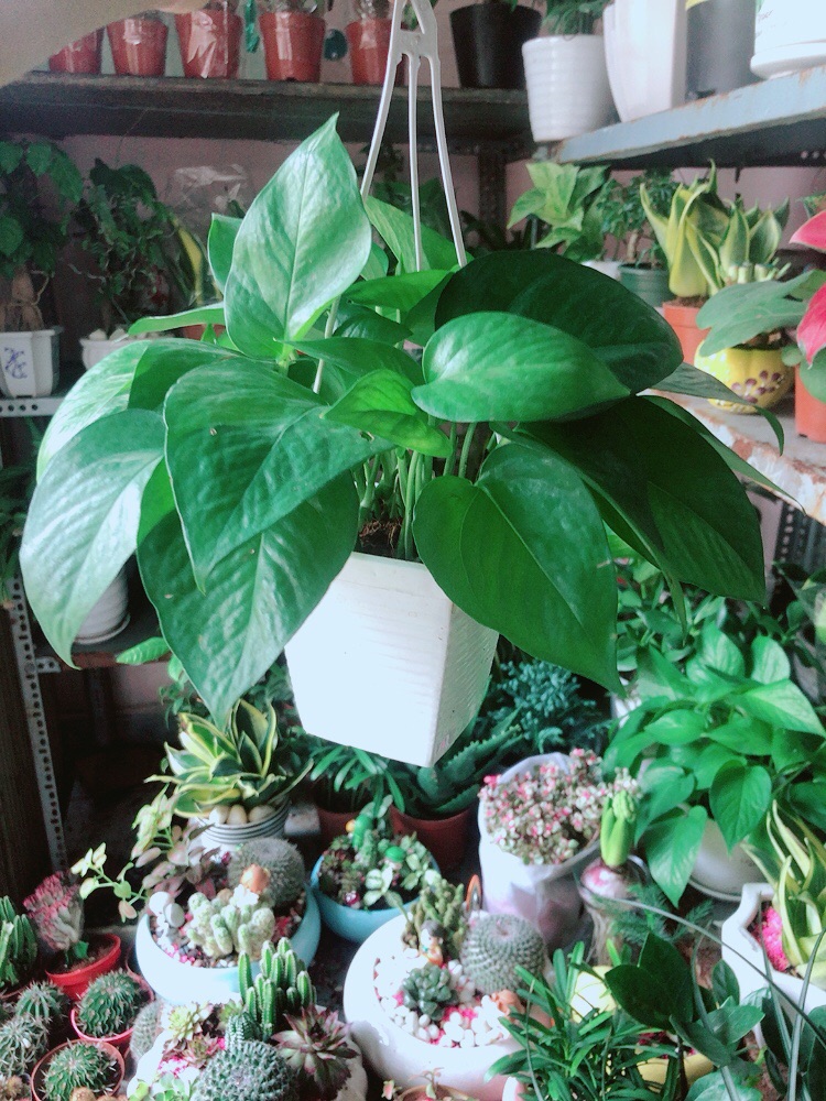 Trầu Bà Thái (vàng,xanh)