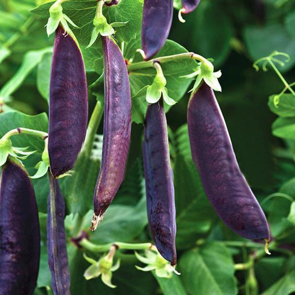 Purple pea seeds - Sale Off