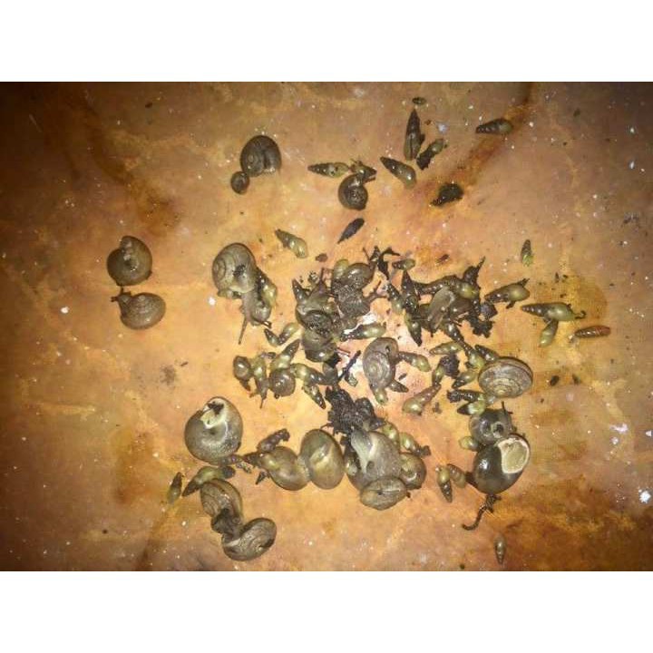 Bả diệt ốc sên hại cây Mỹ Garden Safe, cam kết hàng đúng mô tả, chất lượng đảm bảo an toàn đến sức khỏe người sử dụng