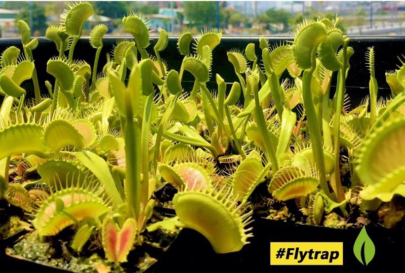 Cây bẫy mồi bẫy kẹp , bắt ruồi Venus Flytrap dòng G16