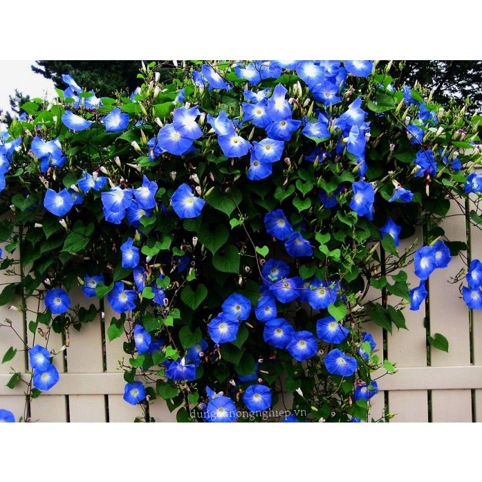 Hạt Giống Hoa Bìm Bịp - 30 Hạt