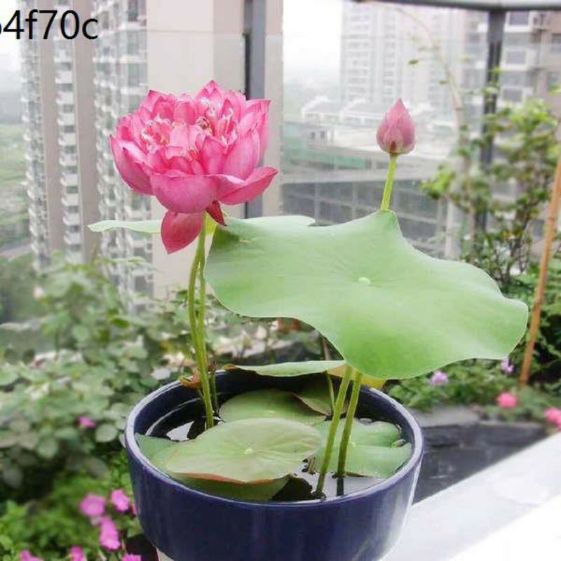 (Đã Cắt Đầu) Sen Mini Nhật Màu Ngẫu Nhiên