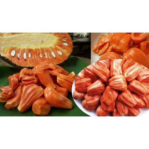 CÂY GIỐNG MÍT MẬT ( cây ghép siêu sớm)