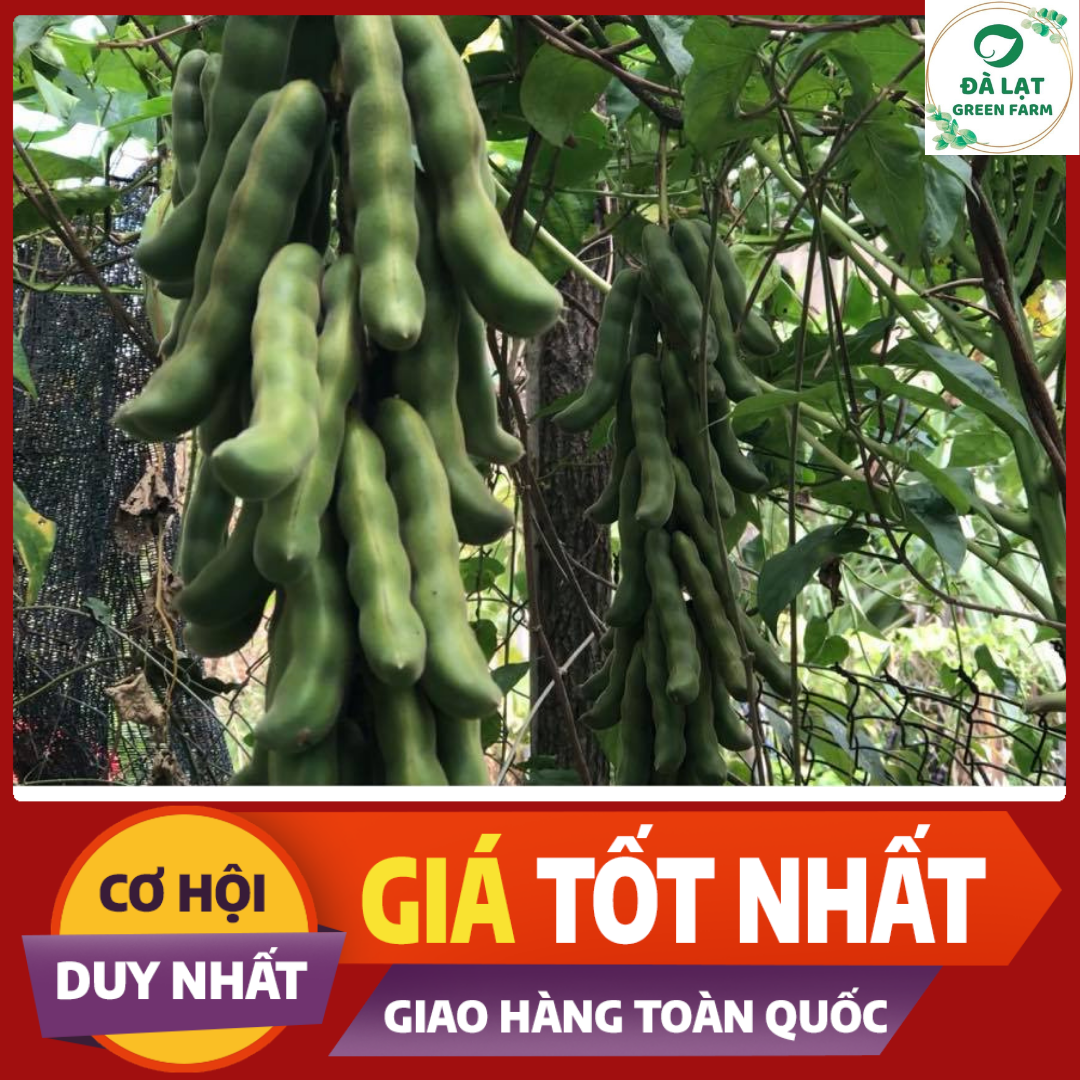5H_HẠT GIỐNG ĐẬU ME (DỄ TRỒNG)