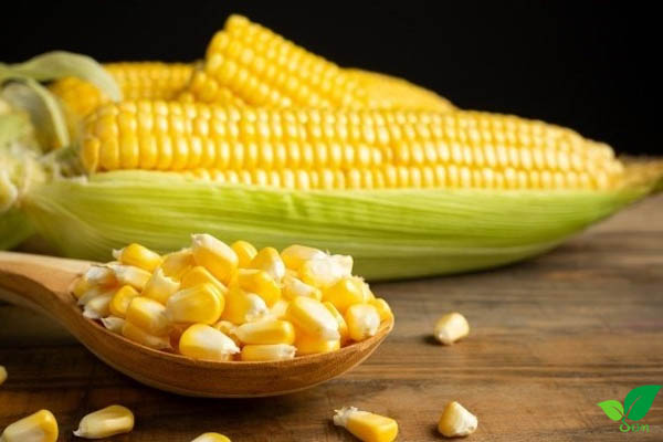 Hạt giống Bắp Mỹ (Ngô Mỹ) ( Gói 10 Gram ) - Nông Sản Vàng