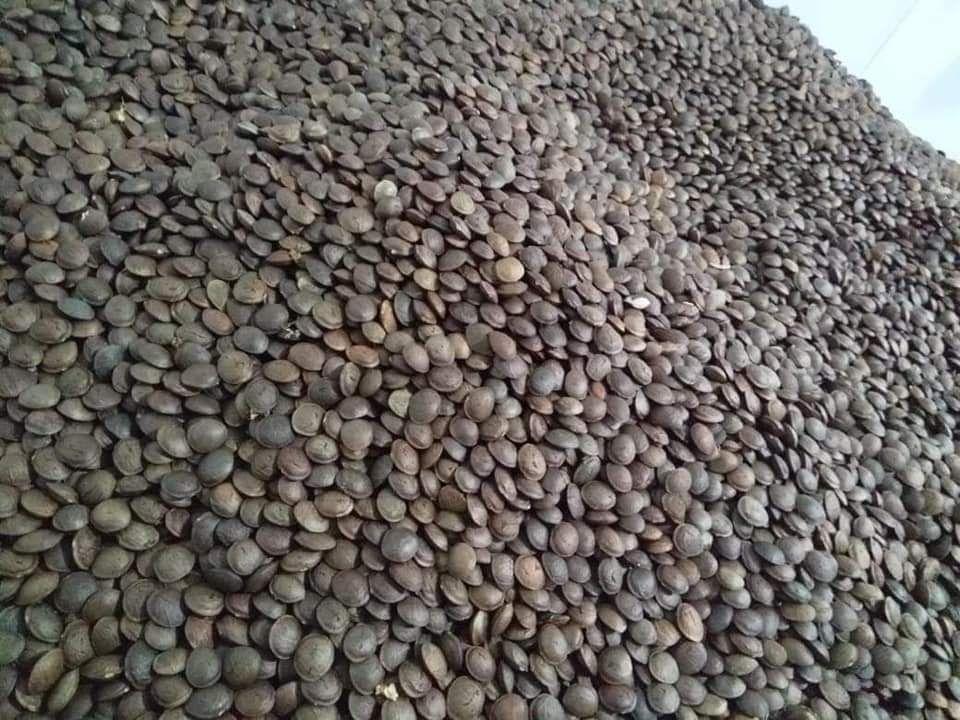 hạt sachi sấy chín 1kg