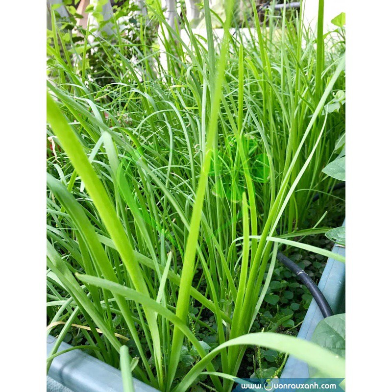 Hạt giống hẹ lá - gói 1 gram