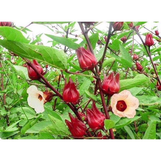 100gr Trà hoa atiso đỏ - loại nguyên bông