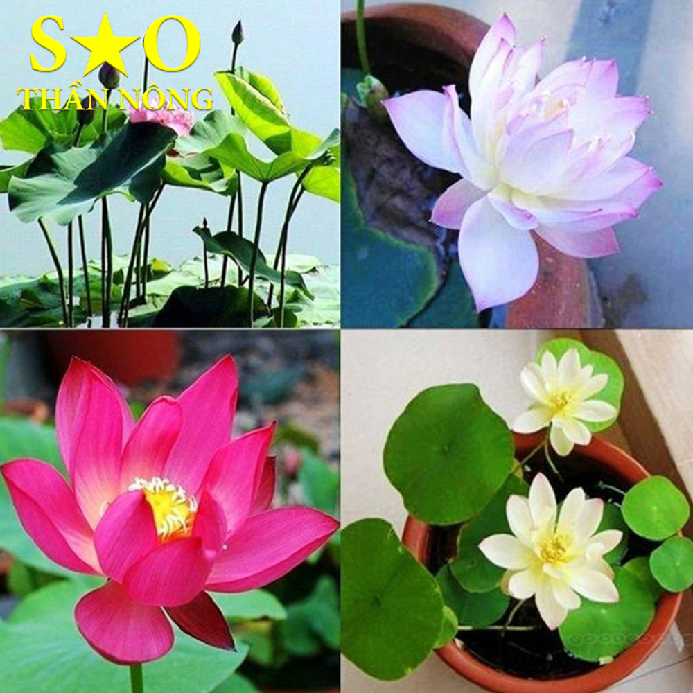 Hạt giống Sen Nhật mini - 5 hạt, nhiều màu