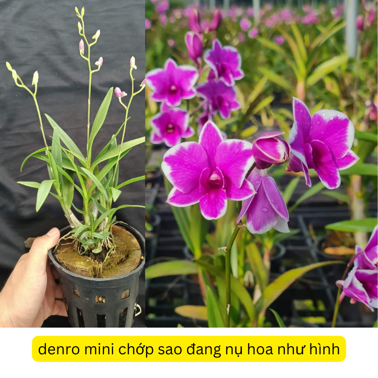 [Chính hãng] chậu denro mini chớp tím cực siêng hoa đang nụ dể trồng dể chăm sóc