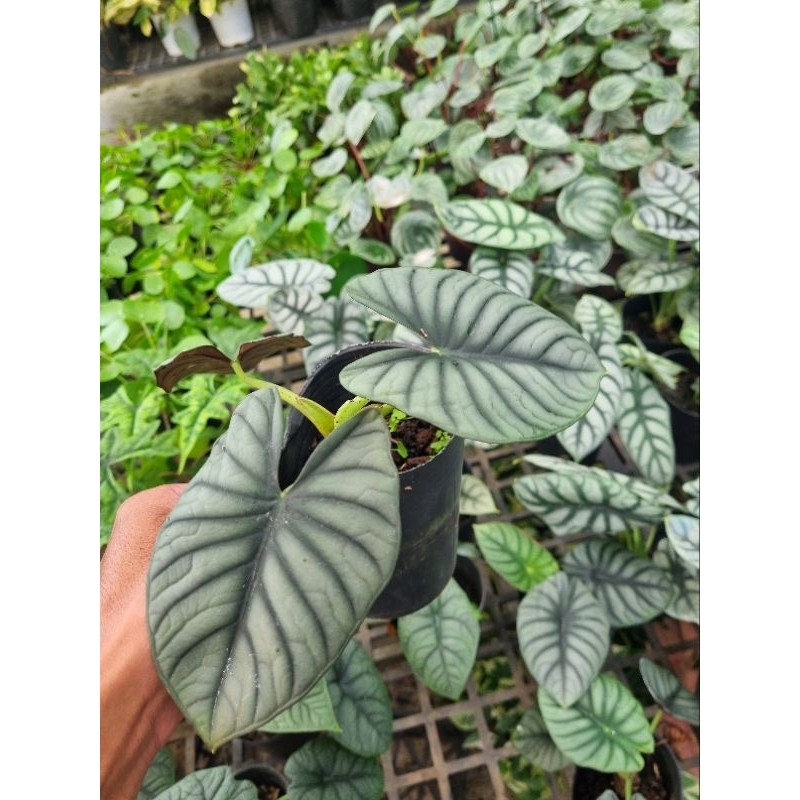 Cây Alocasia Nebula