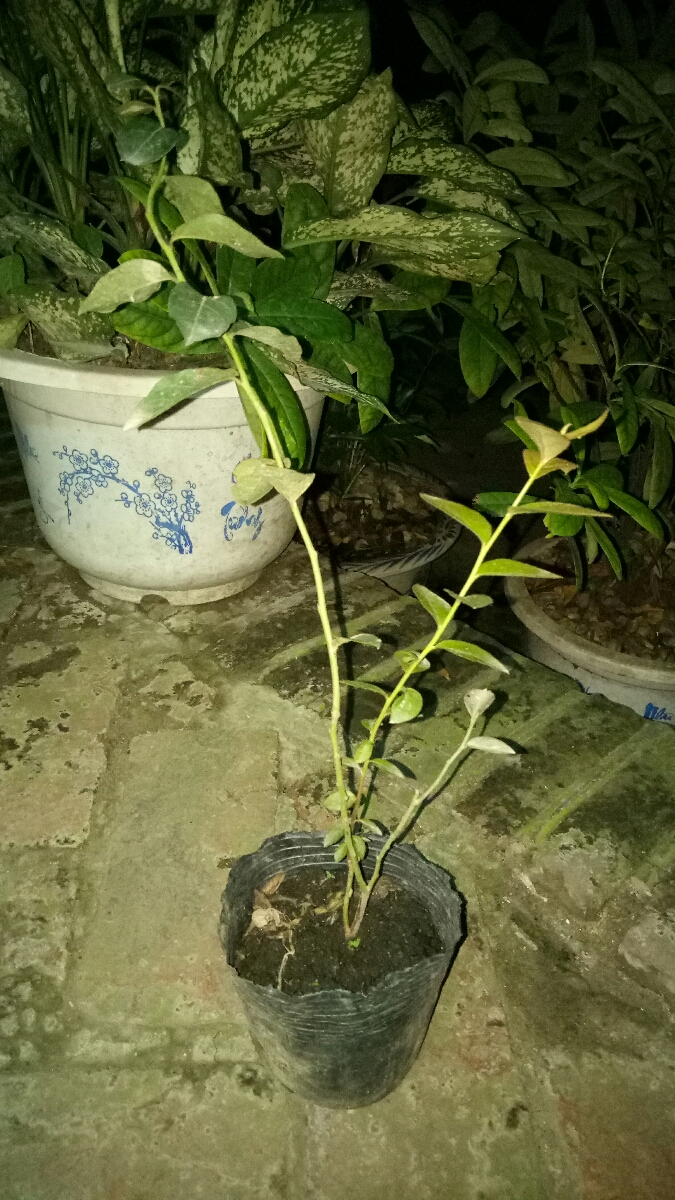 cây việt quất tứ mùa nhỏ