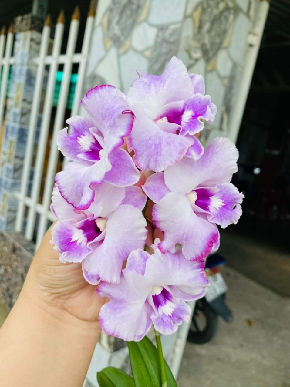 HOA LAN DEN LAI CAT BẠCH TUYẾT