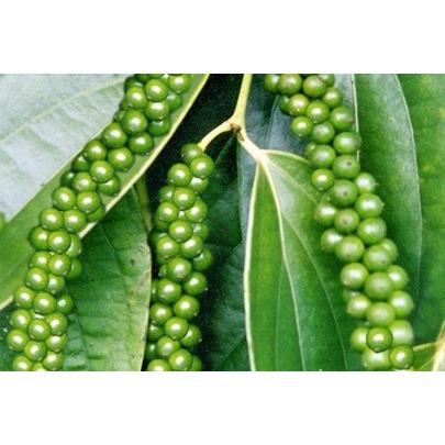 Combo 5 bầu tiêu giống vĩnh linh