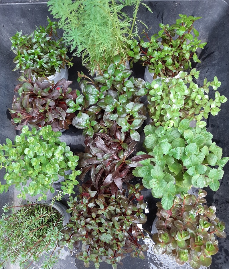 Combo 3 loại cây thủy sinh trang trí bể cá