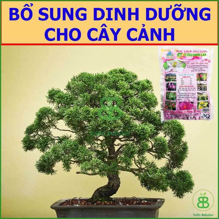 Phân Bón Cho Phong Lan Hải Tiến ORCHID