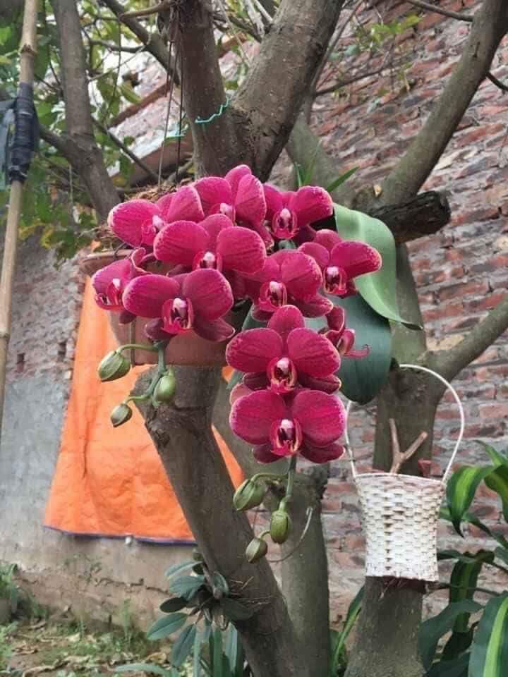 Lan Hồ Điệp đã có Ngồng hoa