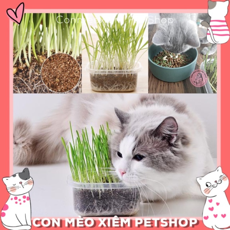 Bộ Trồng Cỏ Cho Mèo Cỏ Lúa Mì Dễ Trồng, Tốt Cho Hệ Tiêu Hoá, Dạ Dày Thải Búi Lông, Sạch Răng Simple Pet Shop