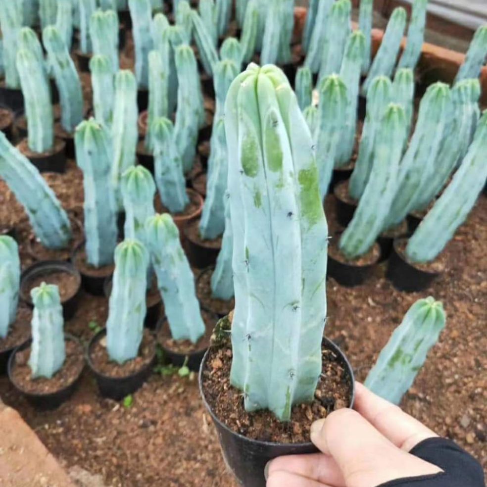 xương rồng trụ 10-15cm