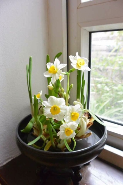 Củ hoa thủy tiên nước trồng tết